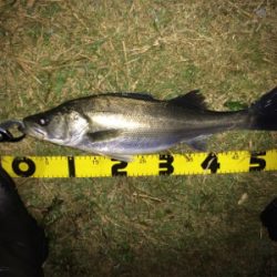 シーバスフィッシング