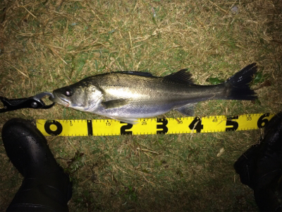 シーバスフィッシング