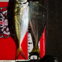 アジング練習  63