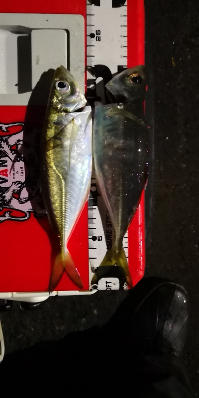 アジング練習  63