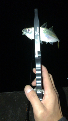 漁港アジングに今期初メバル