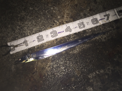 舞洲復活の兆し