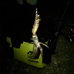 かなり厳しいヒイカ調査(＞＜)