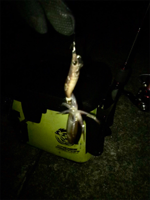 かなり厳しいヒイカ調査(＞＜)