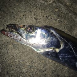 シーバスは獲れず…