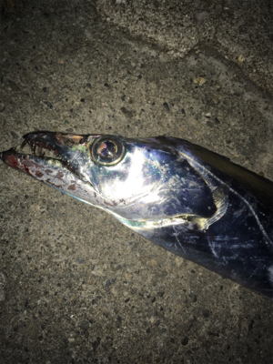 シーバスは獲れず…