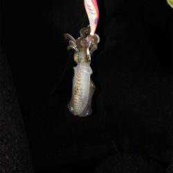 アオリイカ終盤