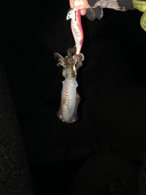 アオリイカ終盤