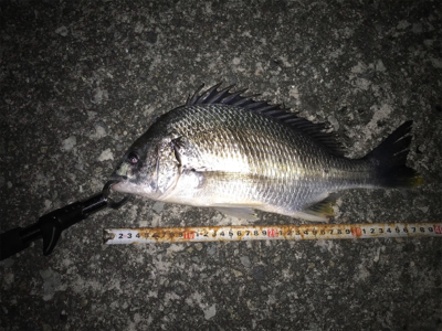 初武庫川フィッシュ