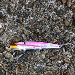 大きいのを釣りたいのは贅沢でしょうか