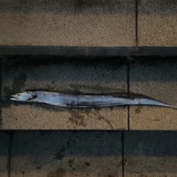 スーパーどじょう