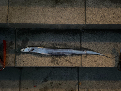 スーパーどじょう