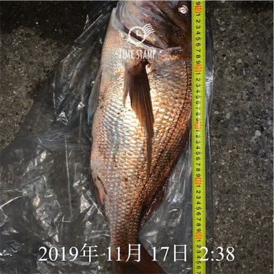 カゴ釣り　真鯛　初心者