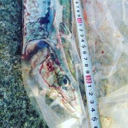 ハマチとサゴシ