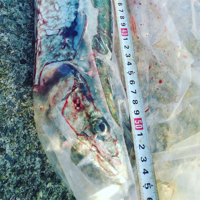 ハマチとサゴシ