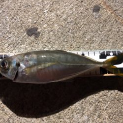 二週間ぶりの釣りですが⁉️