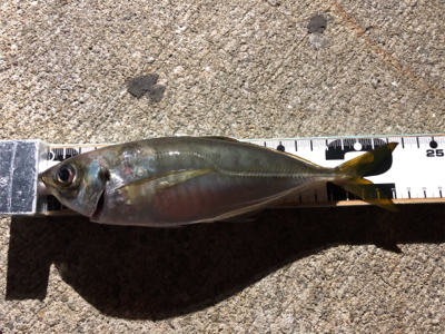 二週間ぶりの釣りですが⁉️