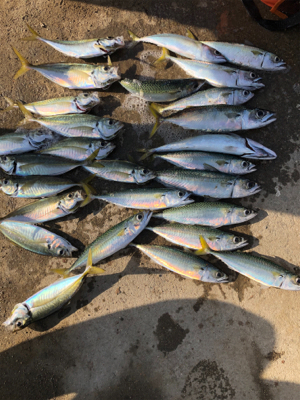 親父たちの釣行　またまた淡路島編 …