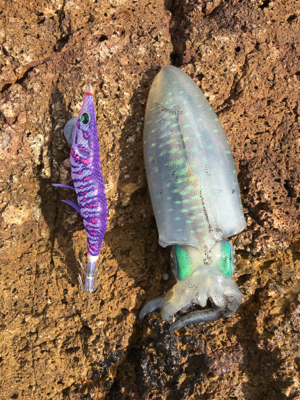 ベタ凪の澄み潮