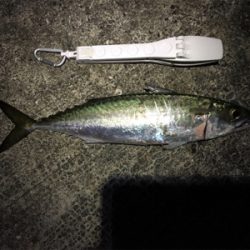 のんびりと昼から釣行