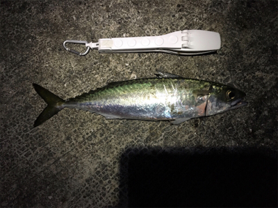 のんびりと昼から釣行