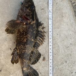 メバル 魚子メタル