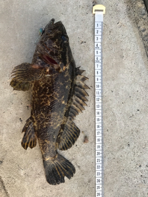 メバル 魚子メタル