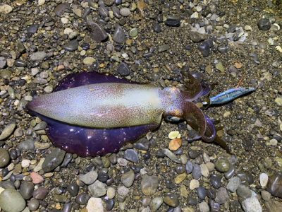 やっと１杯のアオリ