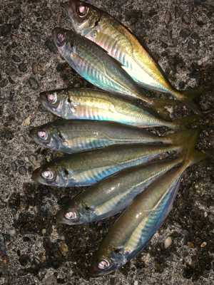 松部港 アジサビキ釣り