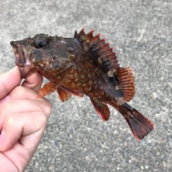 アジを求めて⑬