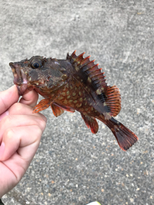 アジを求めて⑬