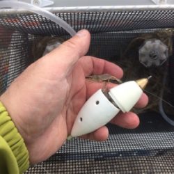 活性は高くとも、サイズは伸びず