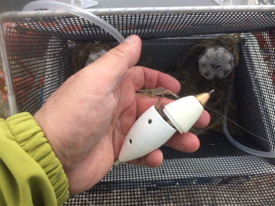 活性は高くとも、サイズは伸びず