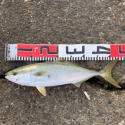 ハマチやらブリ!