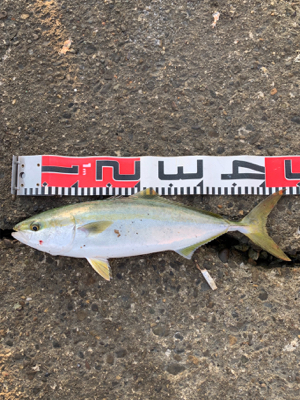 ハマチやらブリ!