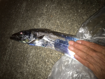 ドラゴンゲット