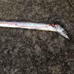 やっぱりホームが一番や!