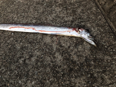 やっぱりホームが一番や!