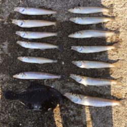 秋っぽい砂地の魚