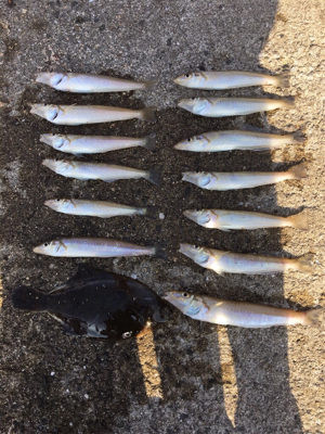 秋っぽい砂地の魚