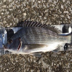 宮崎港 チヌ釣り