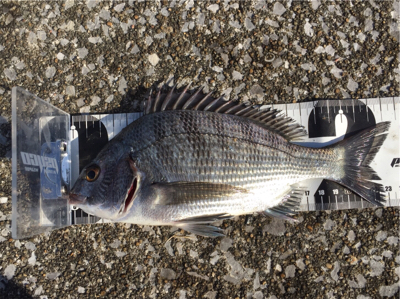 宮崎港 チヌ釣り