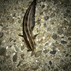 餌取り半端ない