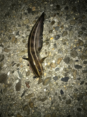 餌取り半端ない