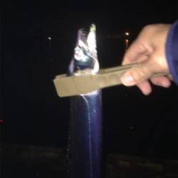 今夜はアカン！1匹だけ！