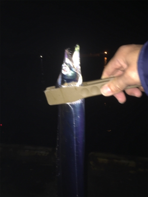 今夜はアカン！1匹だけ！