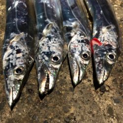 まだまだ釣れるよタチウオ