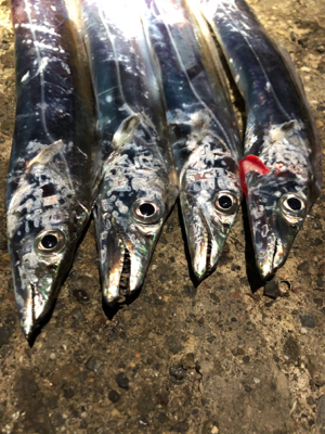 まだまだ釣れるよタチウオ