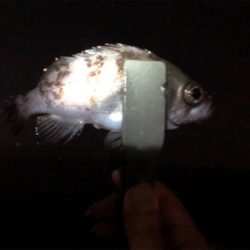 良型アジング 2日目