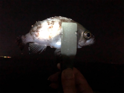 良型アジング 2日目